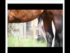 Two horses' hardcore animal intercourse was captured on camera.